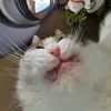 need4shpak