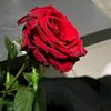asmaa.abo.salem