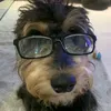 tinntin.n