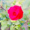 shazdi420it