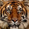 emir_tnr