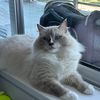 artemis.meowmeow