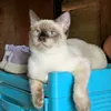 jzzlmprtty04