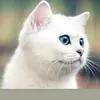 kot_kociara2012