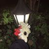 maya_chy130