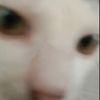 4rshavin0