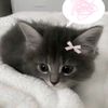 kim_kolovng