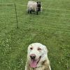 come.from.away.farm