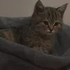 sumaya_0.95