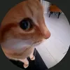 orni_78