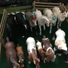 ilovehorseclub0