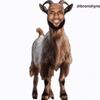 nuttybuddythethird