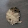 officialhampteryter