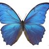 afnan_9776