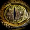 fulipes