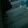 08289_kake
