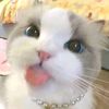 strawbery_caaww