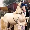 sajjaraliali