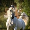 abo_yara0
