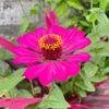 flower_id19