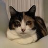 stray.neighbor_cats
