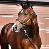 bandit1569