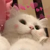 zangsocute_