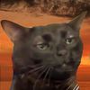 blackboynblackcat
