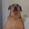jjdhsidbdjxh