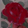 zfknsb2