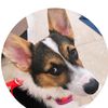 zaracorgidoggie