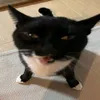 dinguss100293