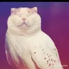 lemonsforeternity