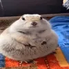 dancf0