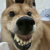 cutejuk