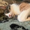 princesspeachesmeow