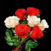 user6781731980858