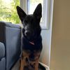 coco_da_gsd.doggo