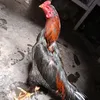 glotiktok57