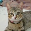 azizjamilah