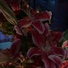iloo_119