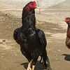 purepigeon1