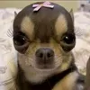jey_0.6