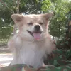 hieuhoang0092