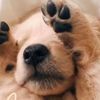 ilovedogs12445