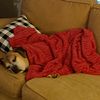 boxerdogs1_
