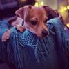 chico_thechihuahua_duran
