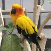 birbmeets