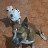 bandit_and_bosco