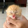 tomyfransuhendra